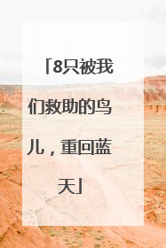 8只被我们救助的鸟儿，重回蓝天